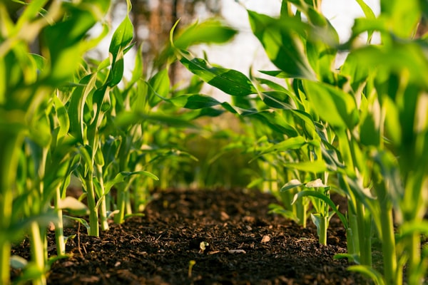 Salon de l'agriculture 2026